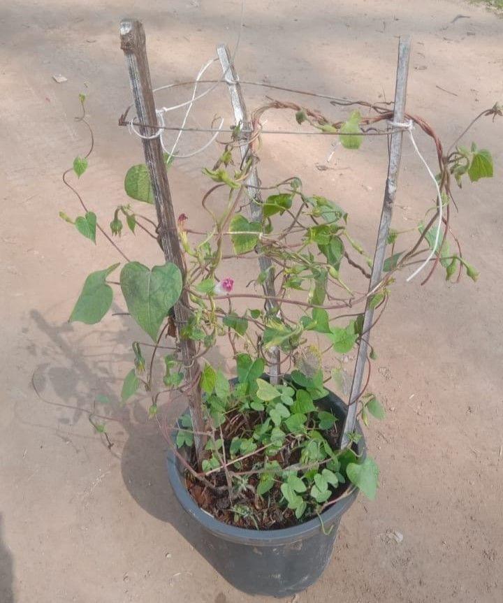 Buy Morning Glory Vine Pink in 8 Inch Nursery Pot Online | Urvann.com Morning Glory Vine Pink/purple in 8 Inch Nursery Pot