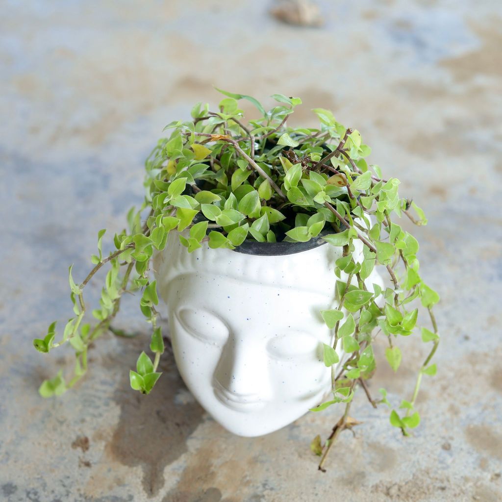 Turtle Vine in 6 Inch Buddha Ceramic Pot