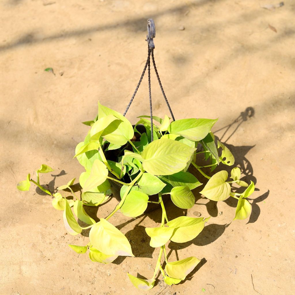 Buy Golden Money Plant in 6 Inch Black Hanging Basket Online | Urvann.com Golden Money Plant in 6 Inch Black Hanging Basket