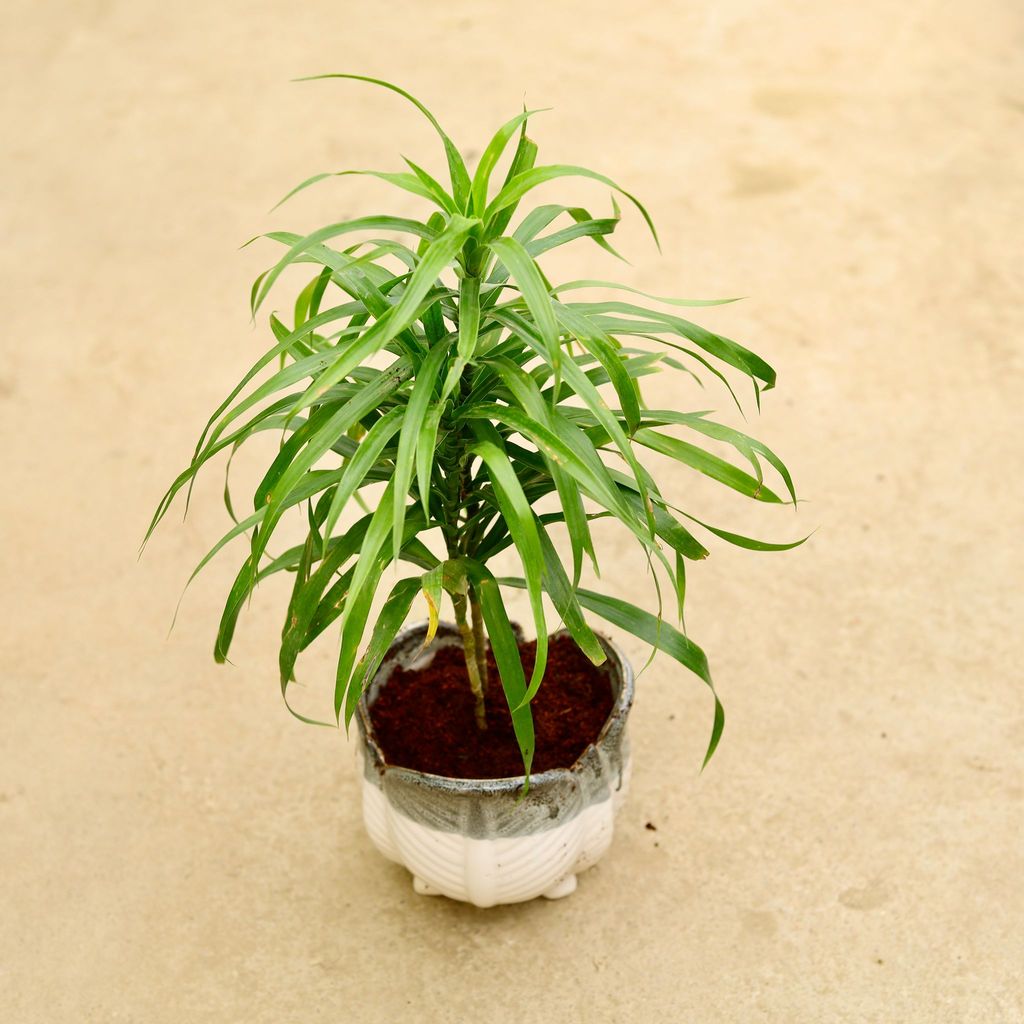 Dracaena Green in Inch 6 Inch Legged Designer Ceramic Pot (any colour & design)