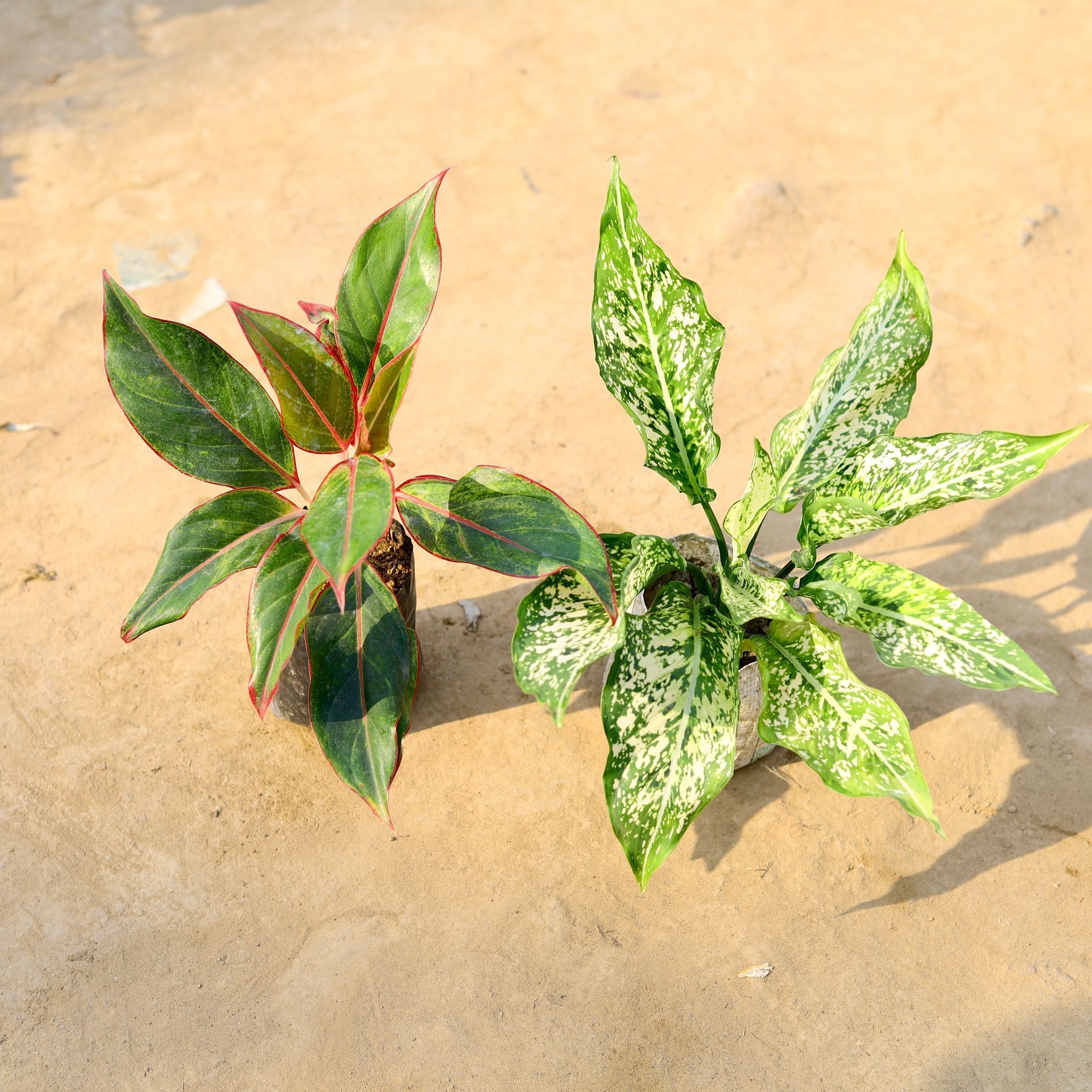 Set of 2 - Aglaonema Snow White & Lipstick in 4 Inch Nursery Bag