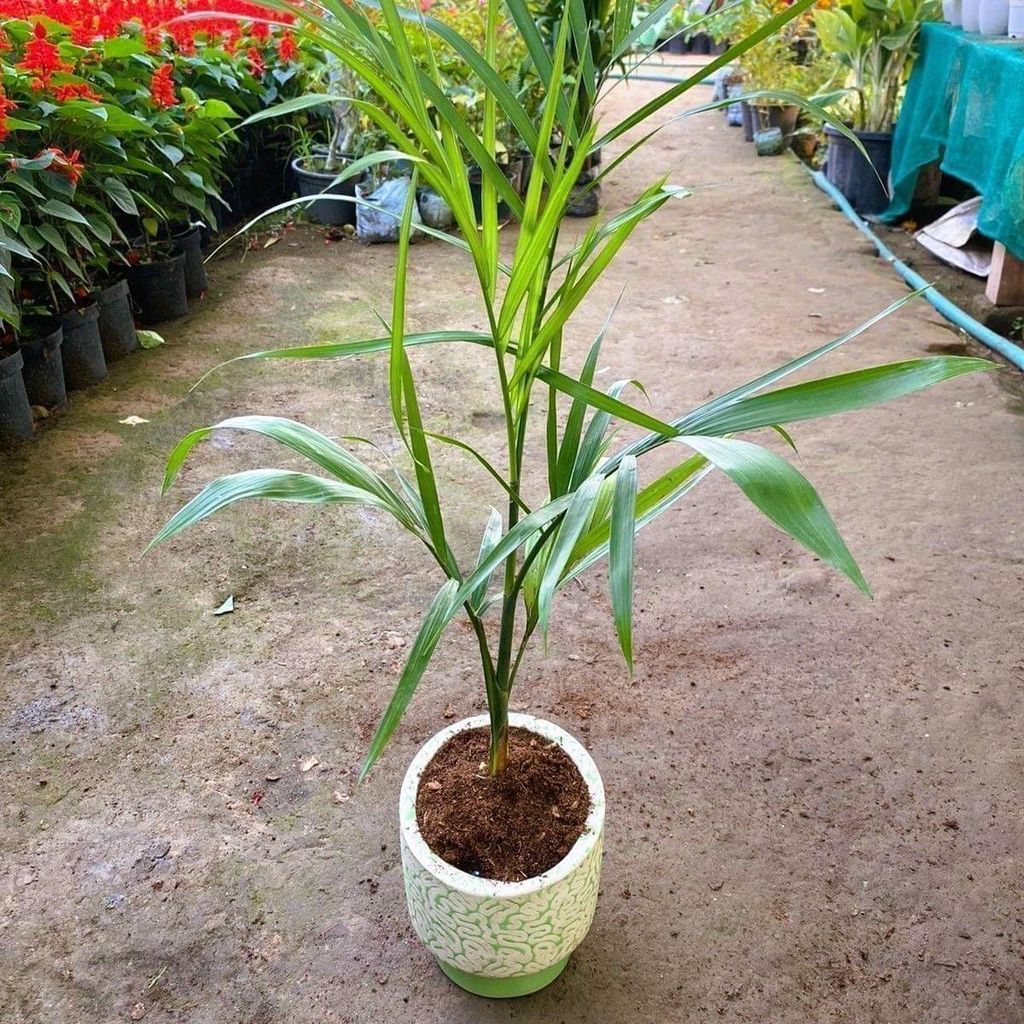 Buy Cane Palm in 6 Inch Designer Round Ceramic Pot (colour & Design may vary) Online | Urvann.com Cane Palm in 6 Inch Designer Round Ceramic Pot (colour & Design may vary)