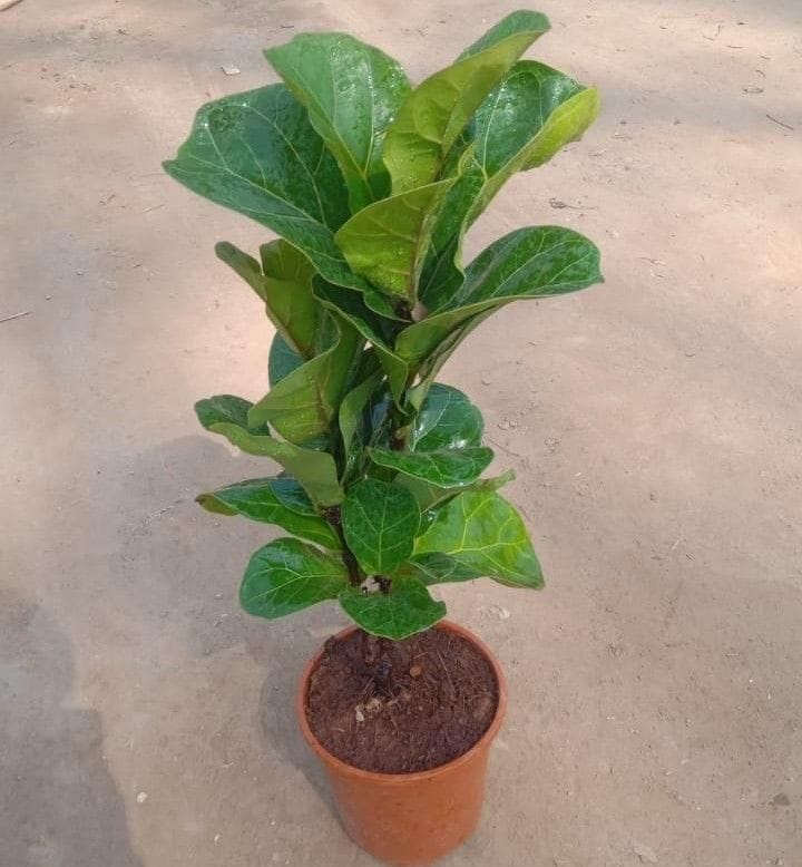 Buy Fiddle Leaf / Ficus Lyrata (~ 1.5 - 2 Ft) in 6 Inch Nursery Pot Online | Urvann.com Fiddle Leaf Fig / Ficus Lyrata in 6 Inch Nursery Pot