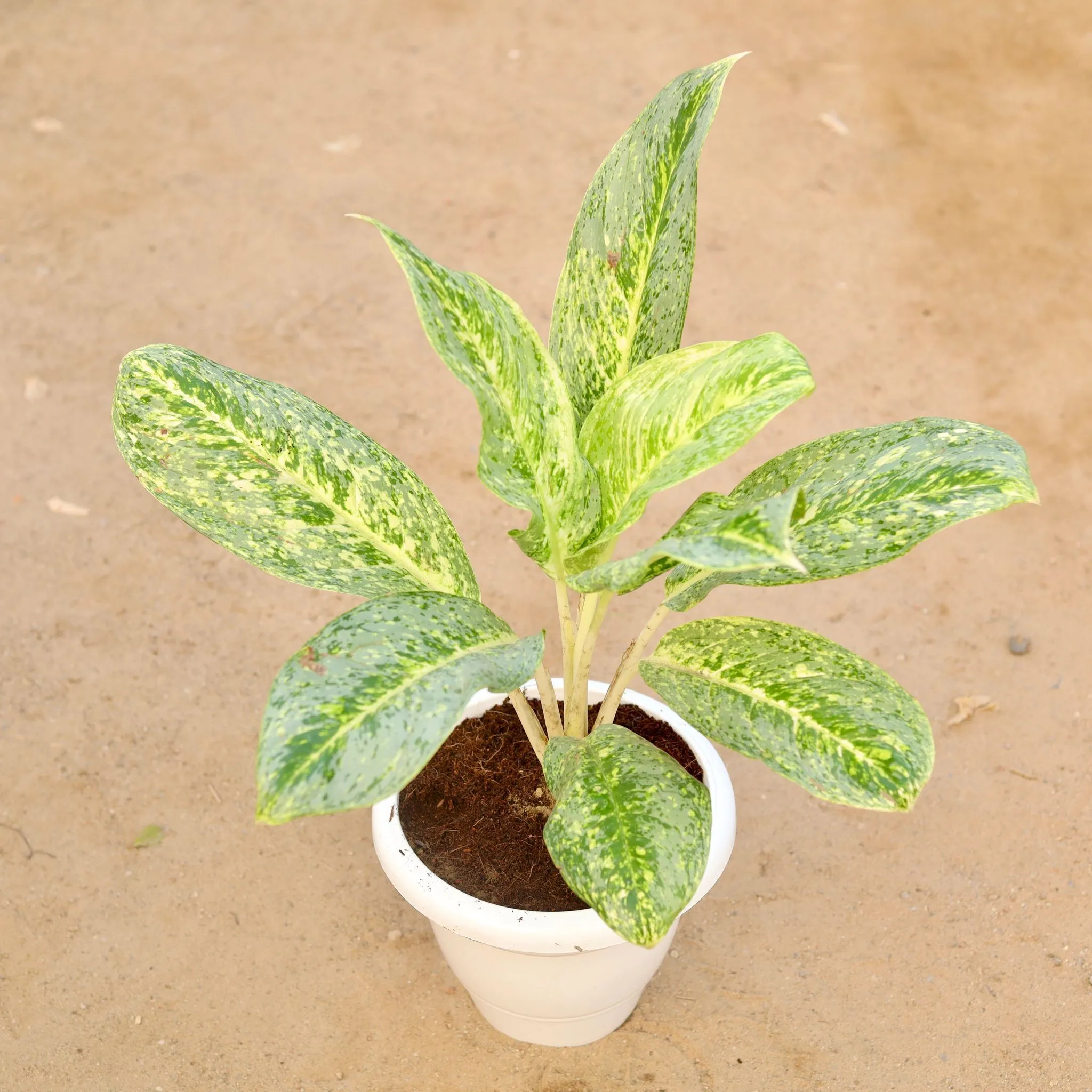 Aglaonema Chinese Evergreen Variegated Rare Plant in 10 Inch Classy White Plastic Pot