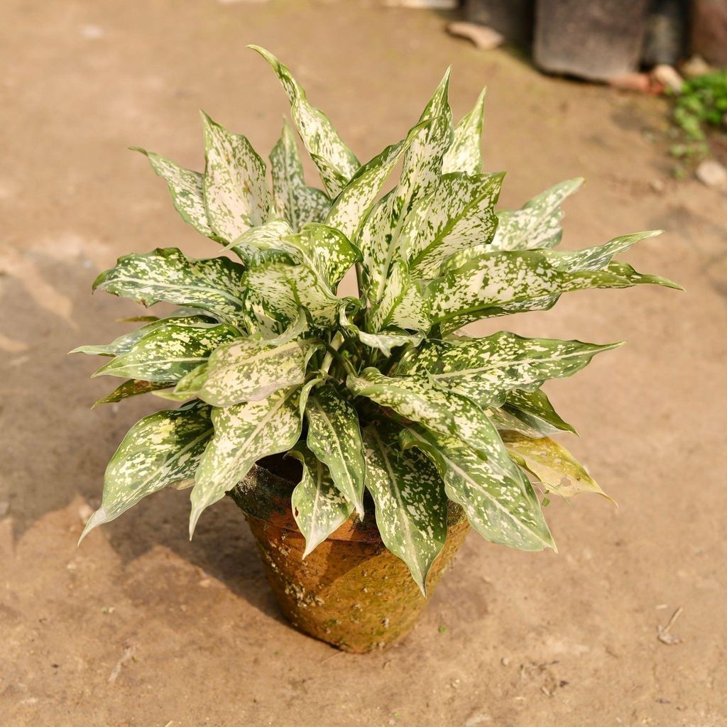 Buy Aglaonema Snow White in 8 Inch Clay Pot Online | Urvann.com Aglaonema Snow White in 8 Inch Clay Pot