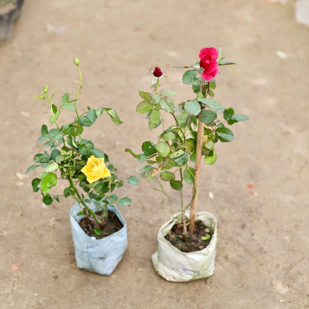 Buy Set of 2 - Roses (any colour) in 5 Inch Nursery Bag Online | Urvann.com Set of 2 - Roses (any colour) in 5 Inch Nursery Bag