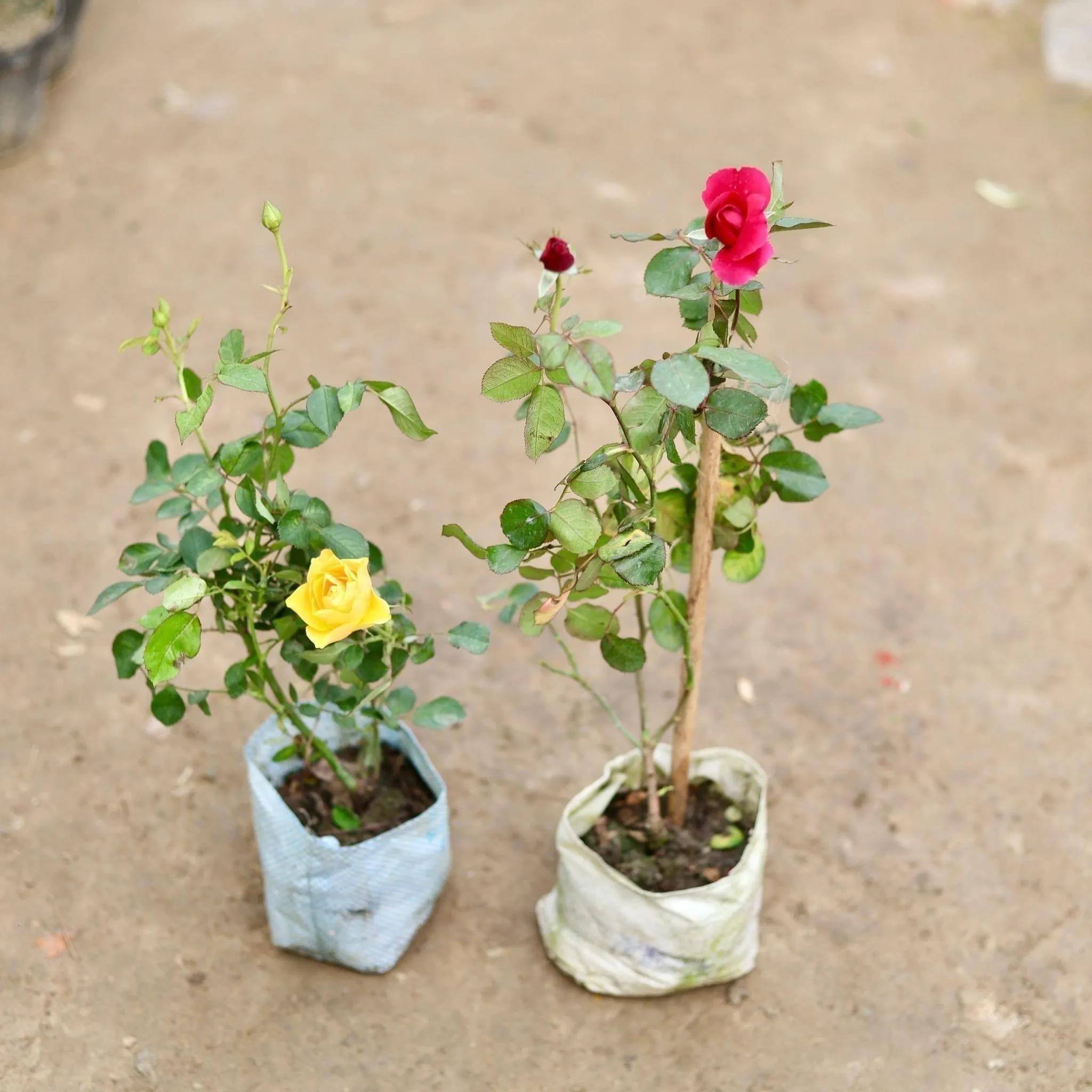 Set of 2 - Roses (any colour) in 5 Inch Nursery Bag