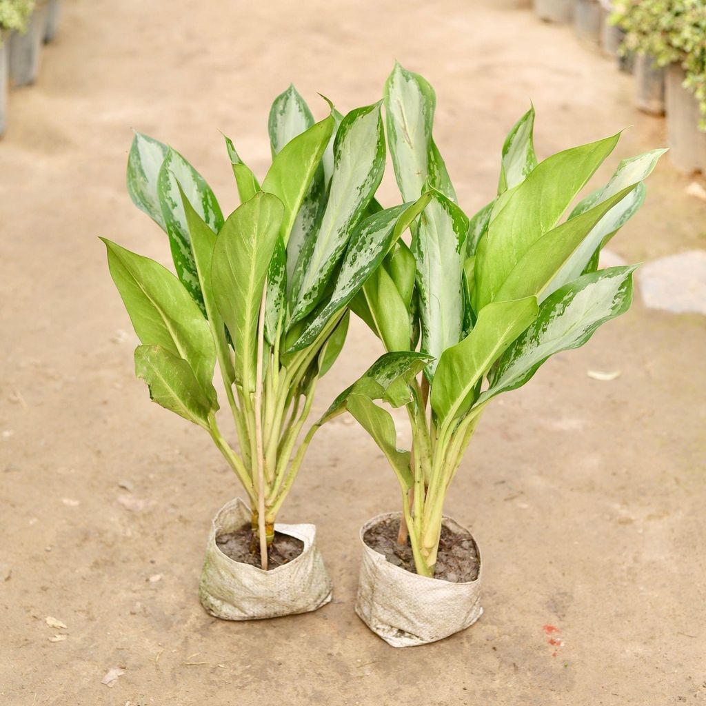 Set of 2 - Aglaonema Silver Queen in 8 Inch Nursery Bag