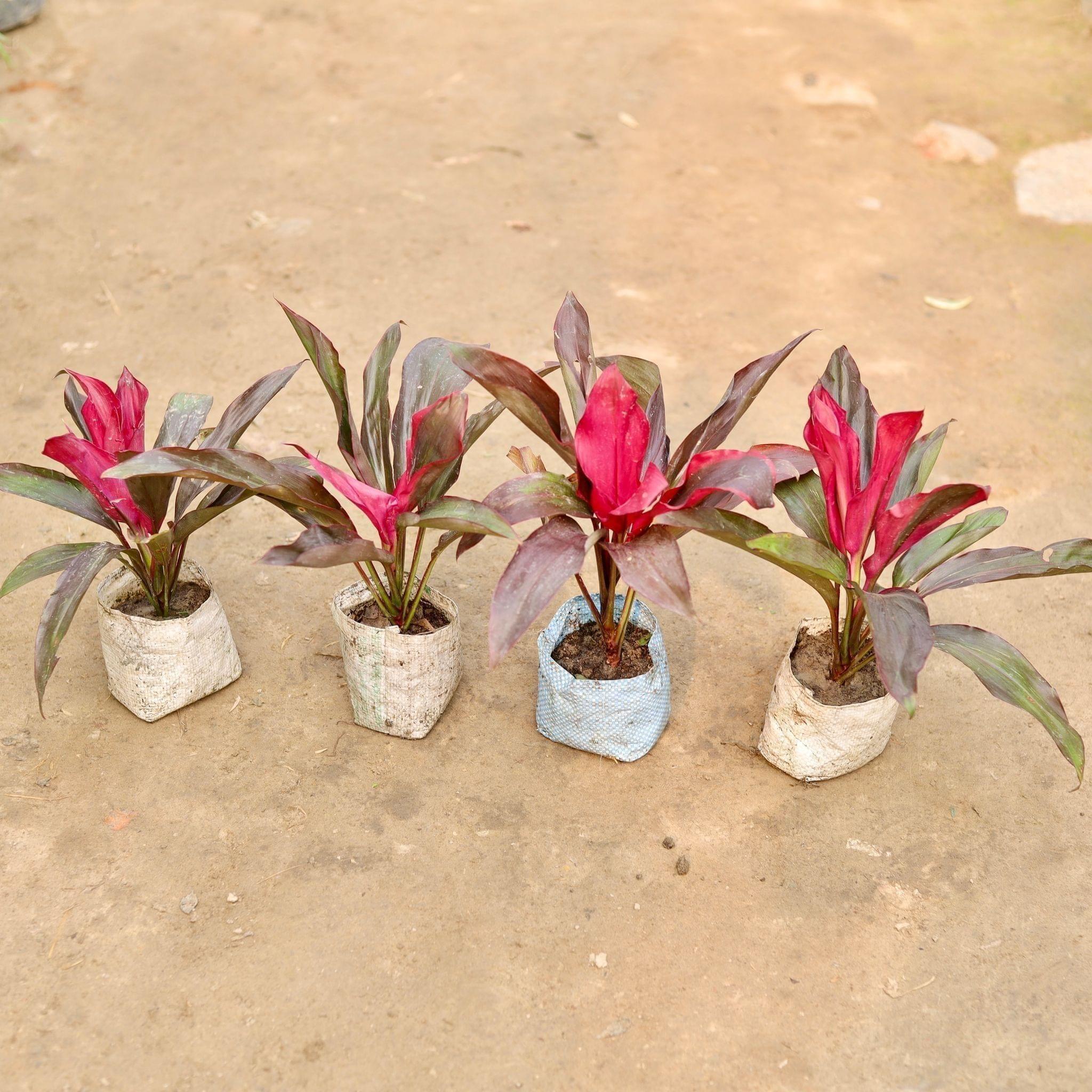Set of 4 - Dracaena Rosea in 5 Inch Nursery Bag