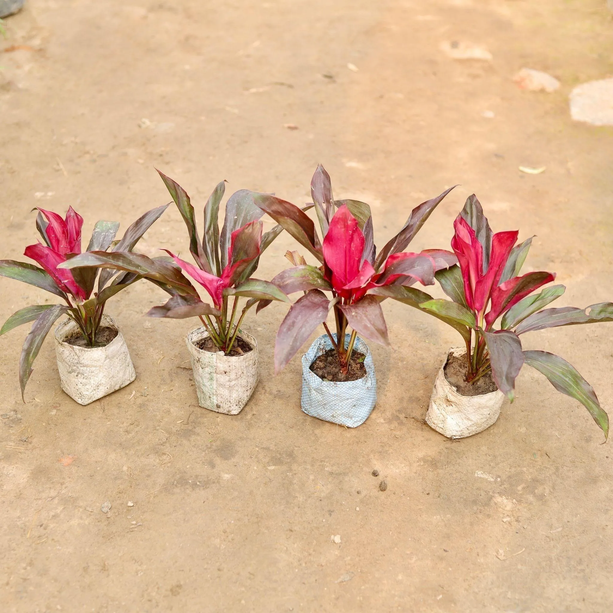 Set of 4 - Dracaena Rosea in 5 Inch Nursery Bag