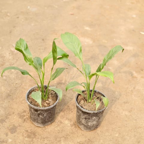 Set of 2 - Peace Lily in 5 Inch Live Plant Nursery Pot