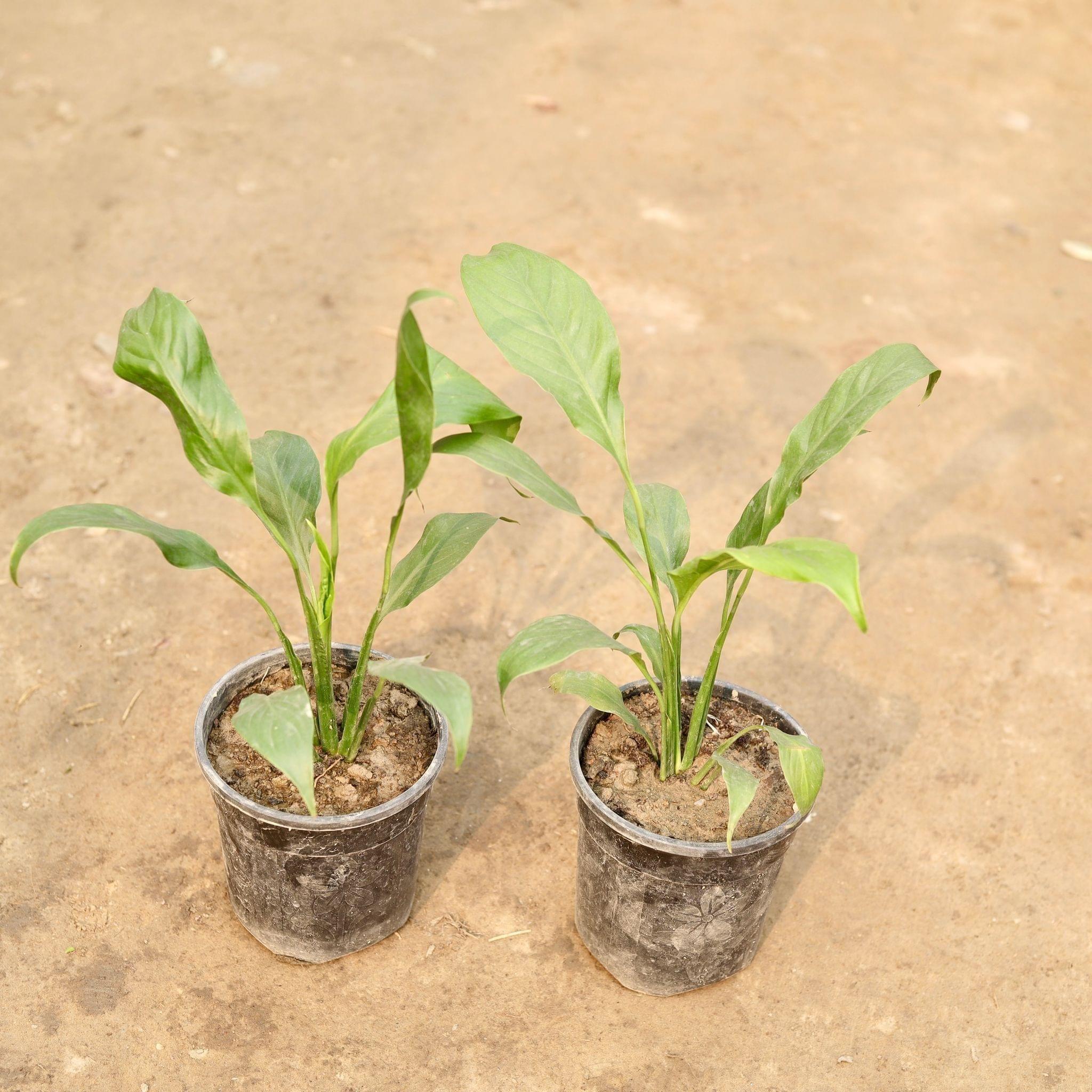 Set of 2 - Peace Lily in 5 Inch Nursery Pot