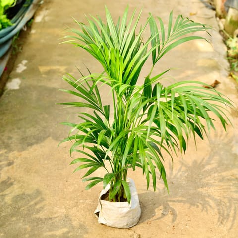 Areca Palm in 8 Inch Nursery Bag