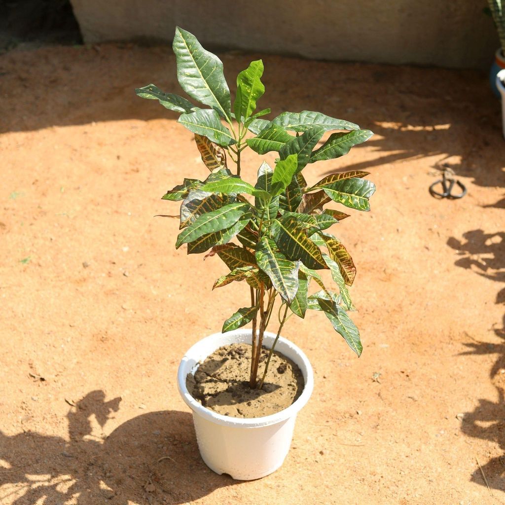 Croton Petra in 8 Inch White Nursery Pot