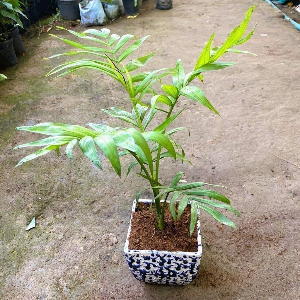 Chameadorea Palm in 6 Inch Blue Designer Square Ceramic Pot