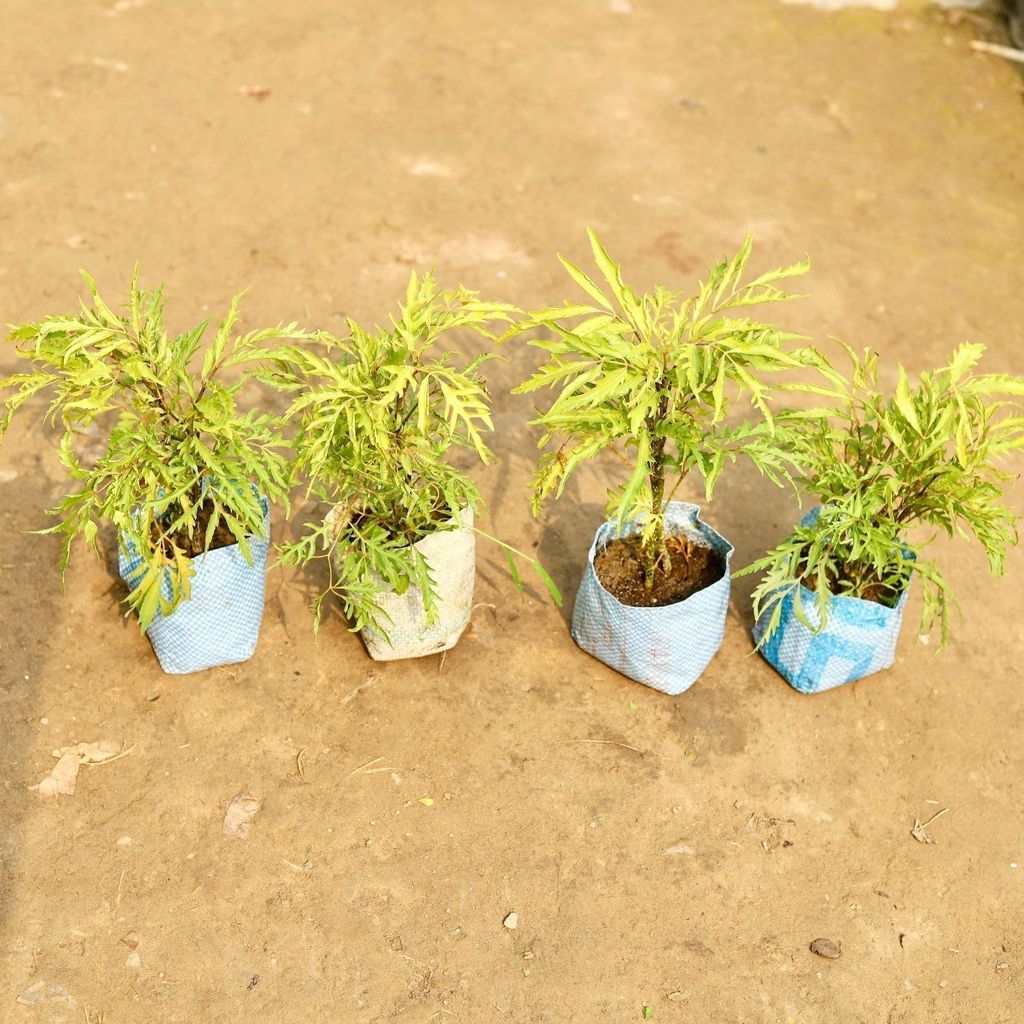 Buy Set of 4 - Aralia Neem in 5 Inch Nursery Bag Online | Urvann.com Set of 4 - Aralia Neem in 5 Inch Nursery Bag