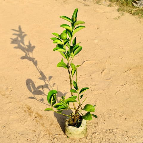 Mosambi / Sweet Lemon in 8 Inch Nursery Bag