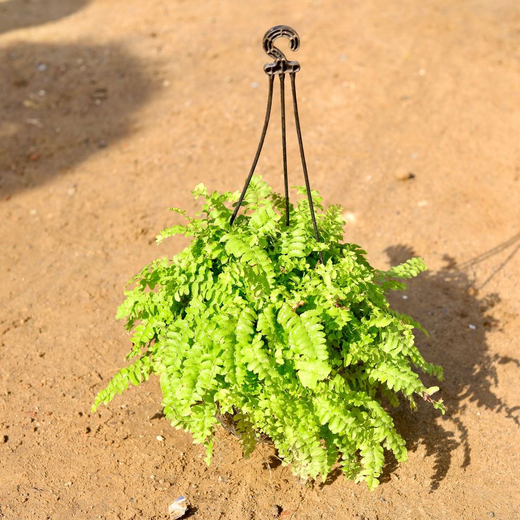 Buy Fern Golden in 8 Inch Hanging Basket (any colour) Online | Urvann.com Fern Golden bushy in 8 Inch Hanging Basket