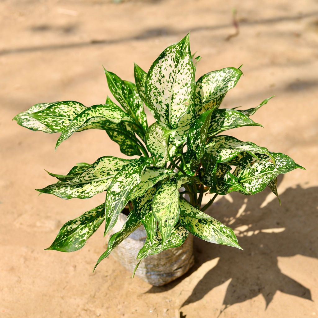Buy Aglaonema Snow White in 7 Inch Nursery Bag Online | Urvann.com Aglaonema Snow White in 7 Inch Nursery Bag