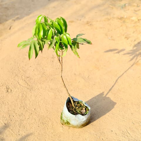Litchi / Lychee (~ 3 ft ) in 6 Inch Nursery Bag