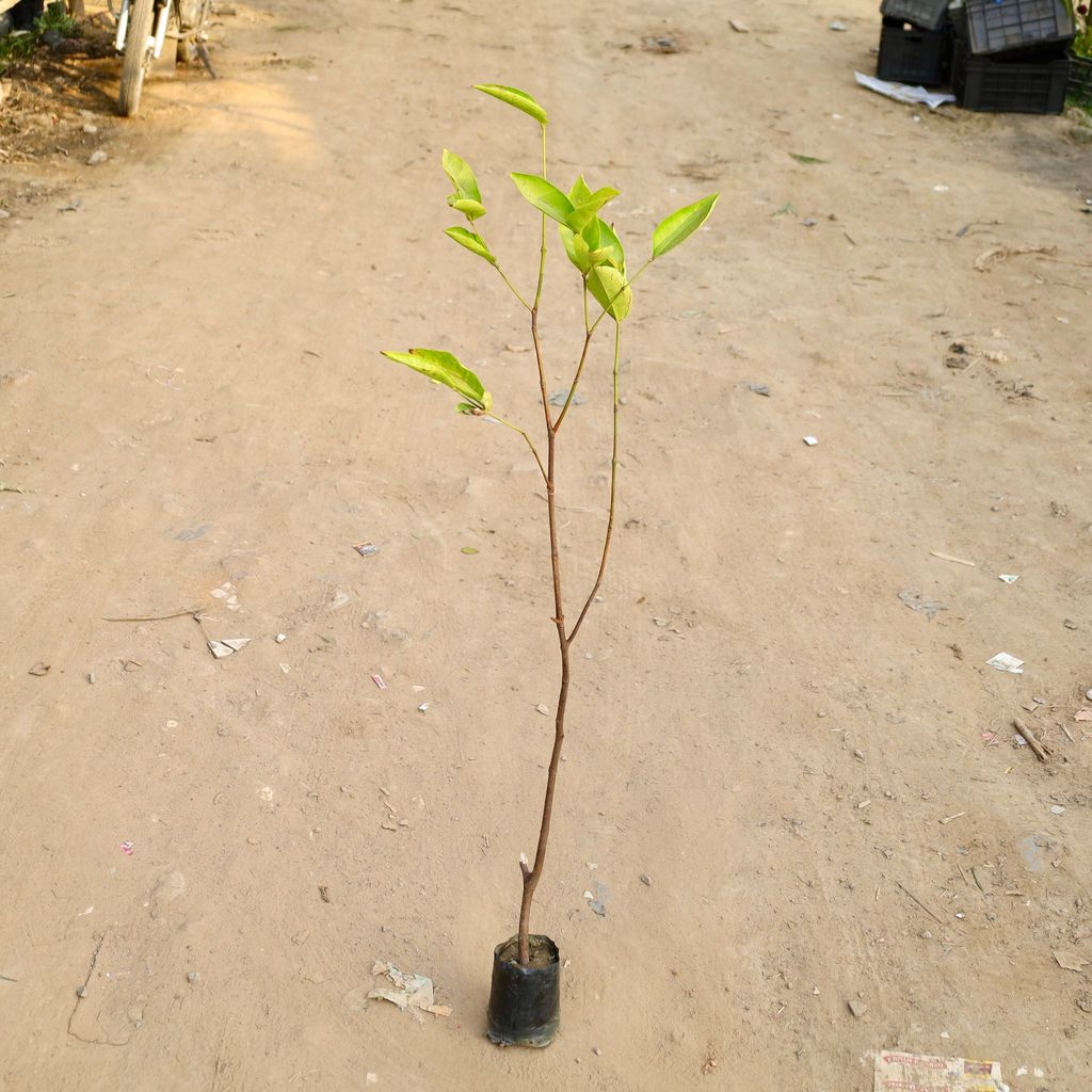 Buy Thai Jamun in 6 Inch Nursery bag | Urvann.com Thai Jamun in 6 Inch Nursery bag
