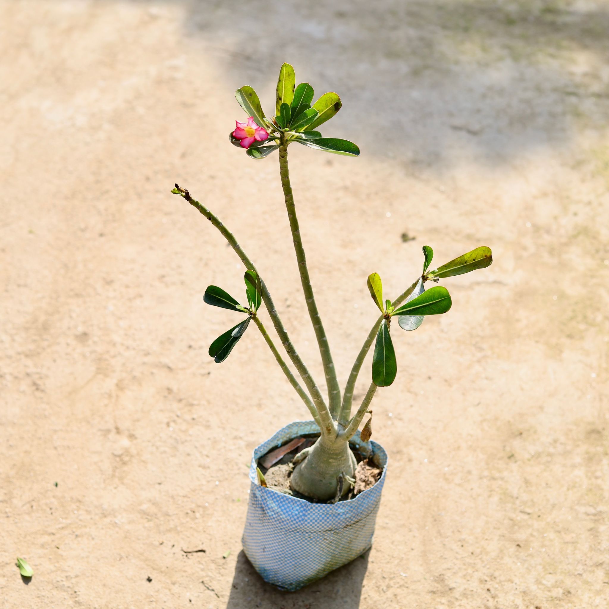 Adenium (Any Colour) in 7 Inch Nursery bag