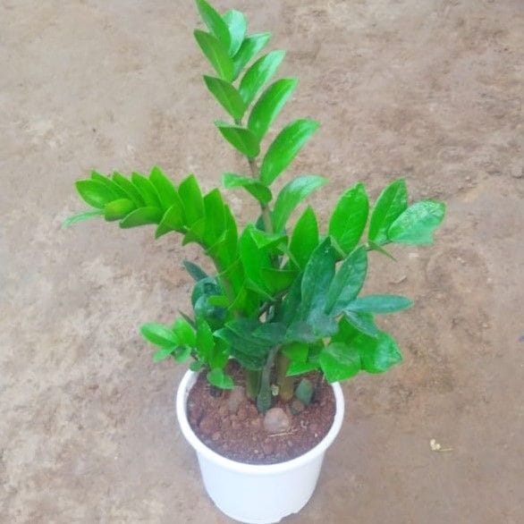 Zz Plant in 6 Inch White Nursery Pot Zz Plant in 6 Inch White Nursery Pot