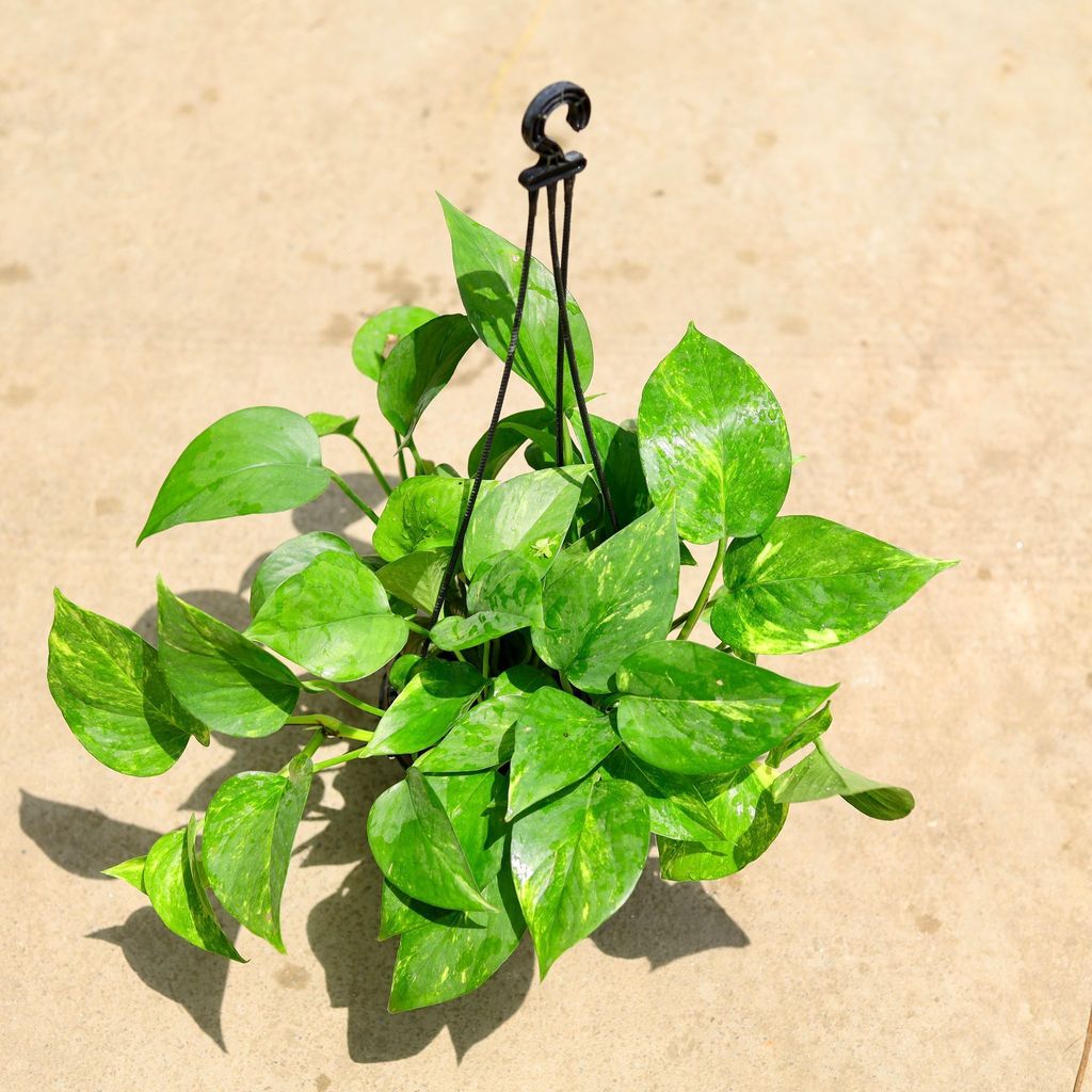 Money Plant Green in 6 Inch Hanging Basket