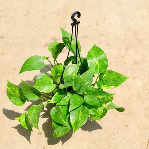Money Plant Green in 6 Inch Hanging Basket