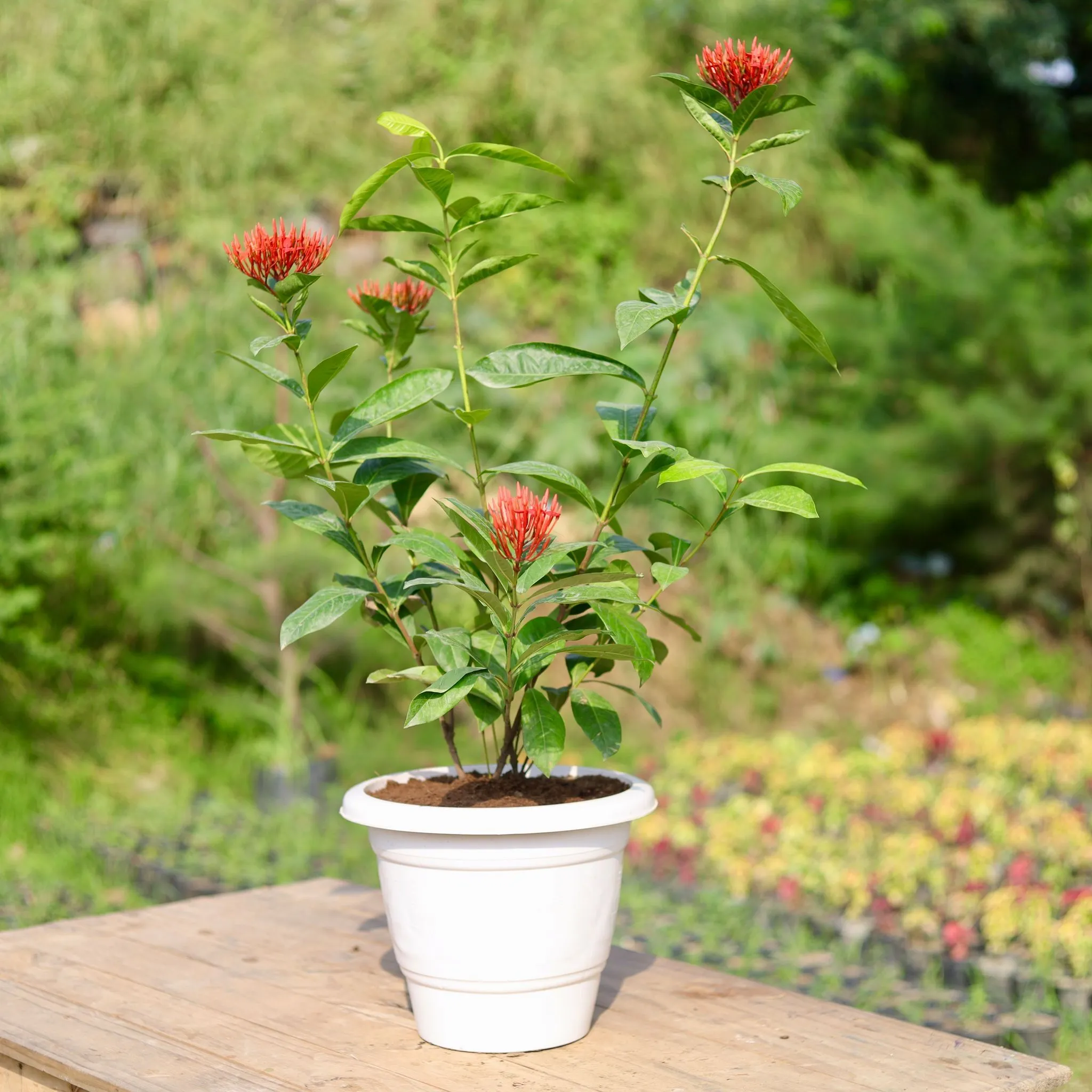 Ixora Red in 12 Inch Classy White Plastic Pot