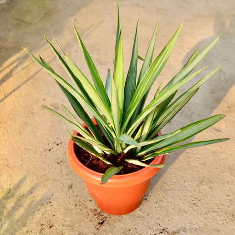 Silver Yucca in 10 Inch Classy Red Plastic Pot