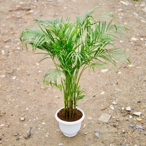 Areca Palm (~ 2 - 3 Ft) in 10 Inch Classy White Plastic Pot