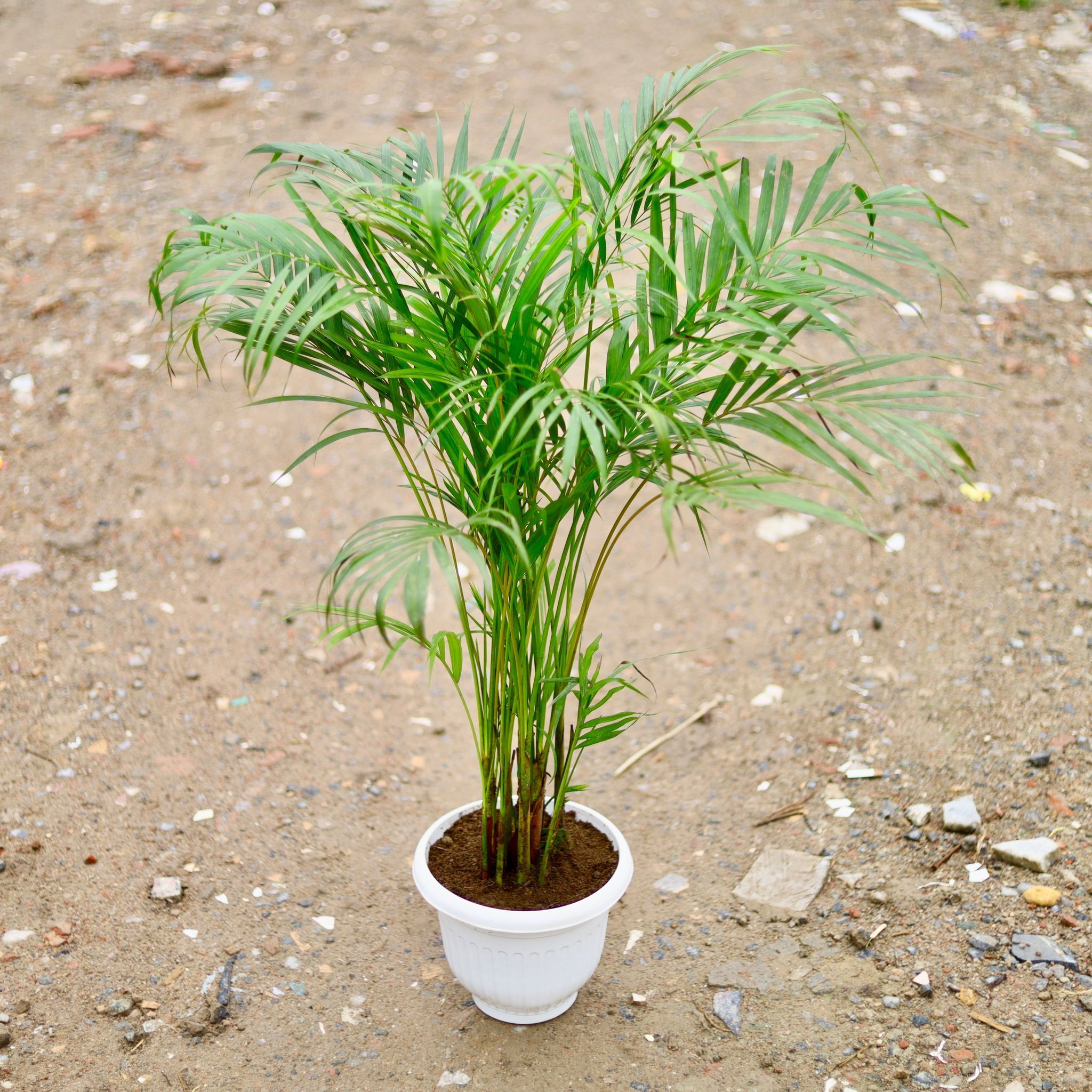 Areca Palm (~ 2 - 3 Ft) in 10 Inch Classy White Plastic Pot