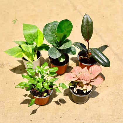 Buy Set of 5 - Fiddle Leaf Fig / Ficus Lyrata,Rubber green,Syngonium Pink,Xanadu Green & Money plant green in 4 Inch Nursery Pot Online | Urvann.com