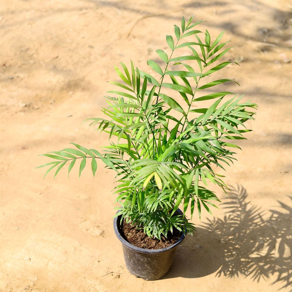 Buy Chamaedorea Bushy Palm in 8 Inch Nursery Pot Online | Urvann.com Chamaedorea Bushy Palm in 8 Inch Nursery Pot