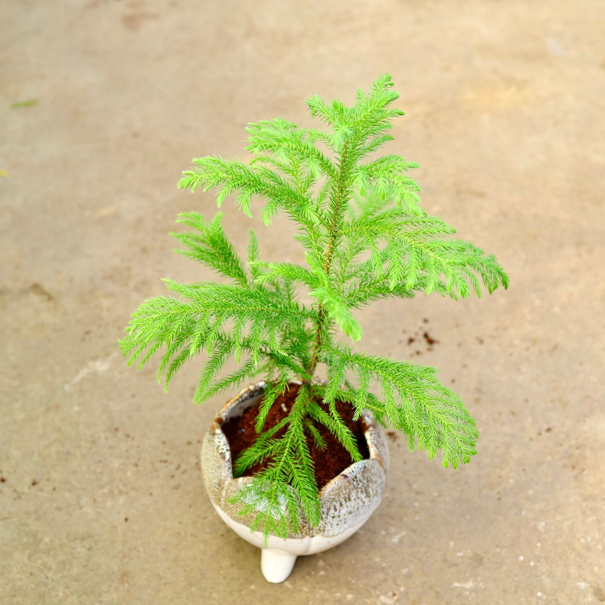 Araucaria / Christmas Tree in 6 Inch Lotus Designer Ceramic Pot (any colour)