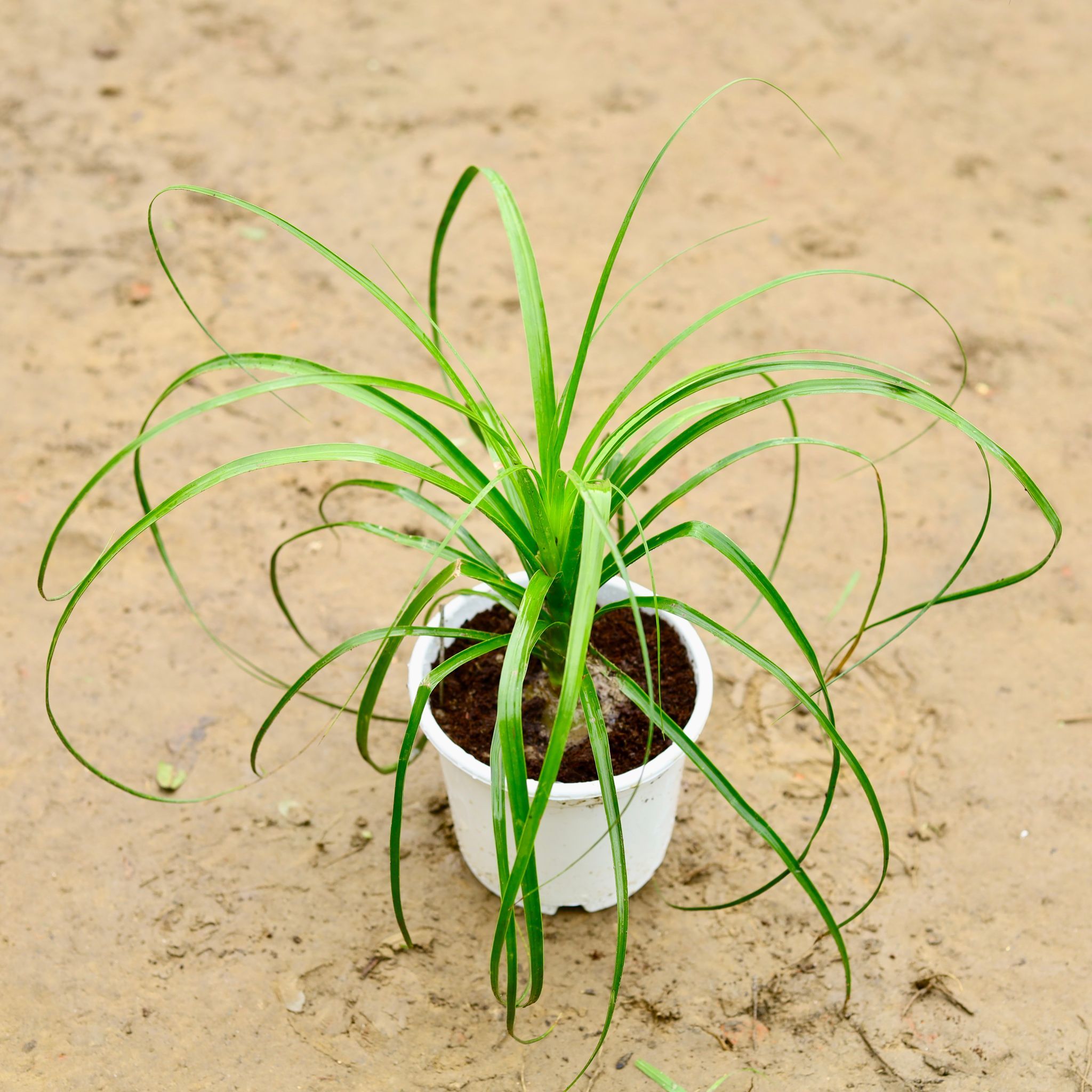 Lolina Palm in 8 Inch Nursery Pot