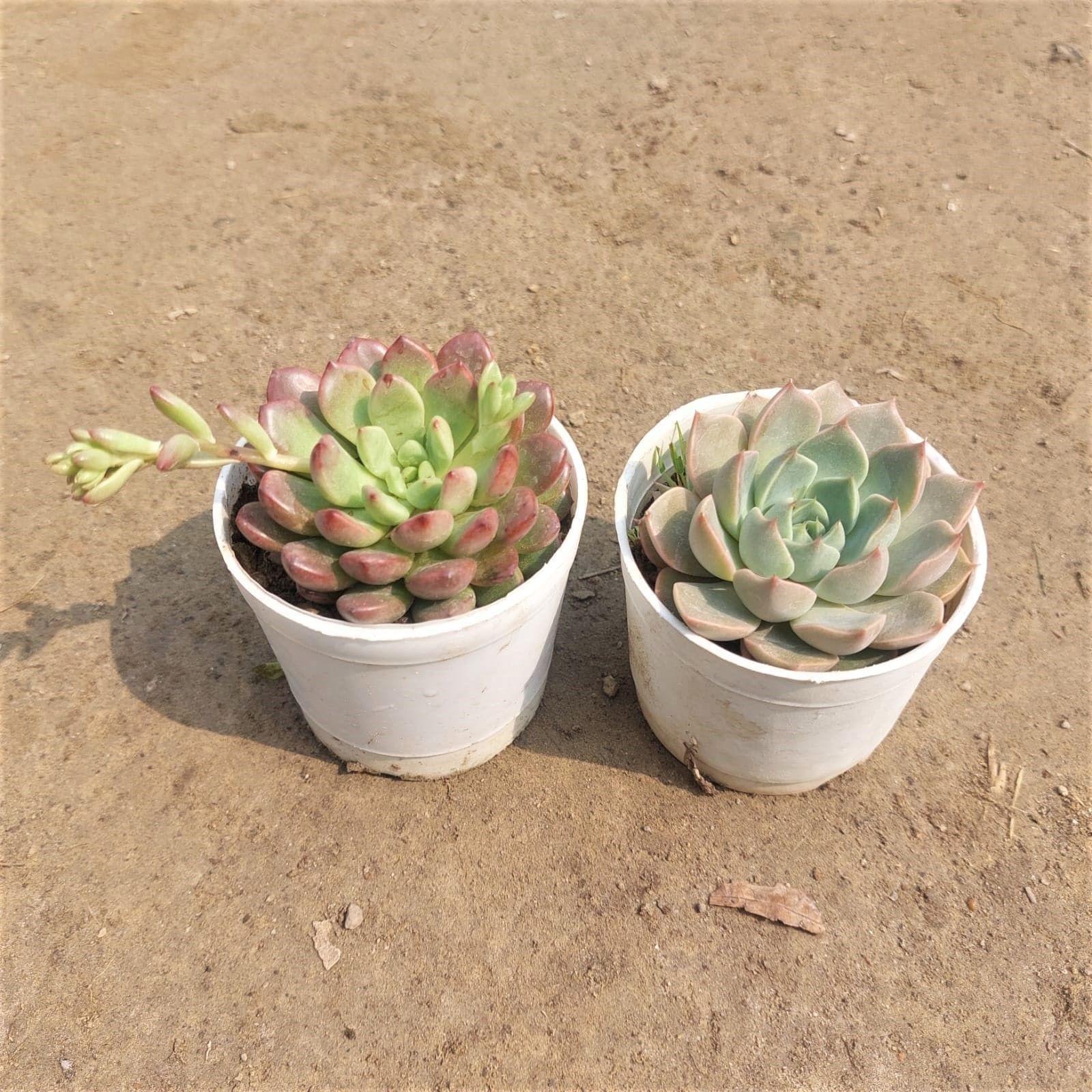 Set of 2 - Echeveria Succulent Green & Red in 3 Inch Nursery Pot