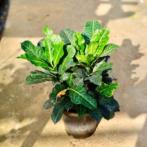 Croton Petra in 8 Inch Nursery Pot