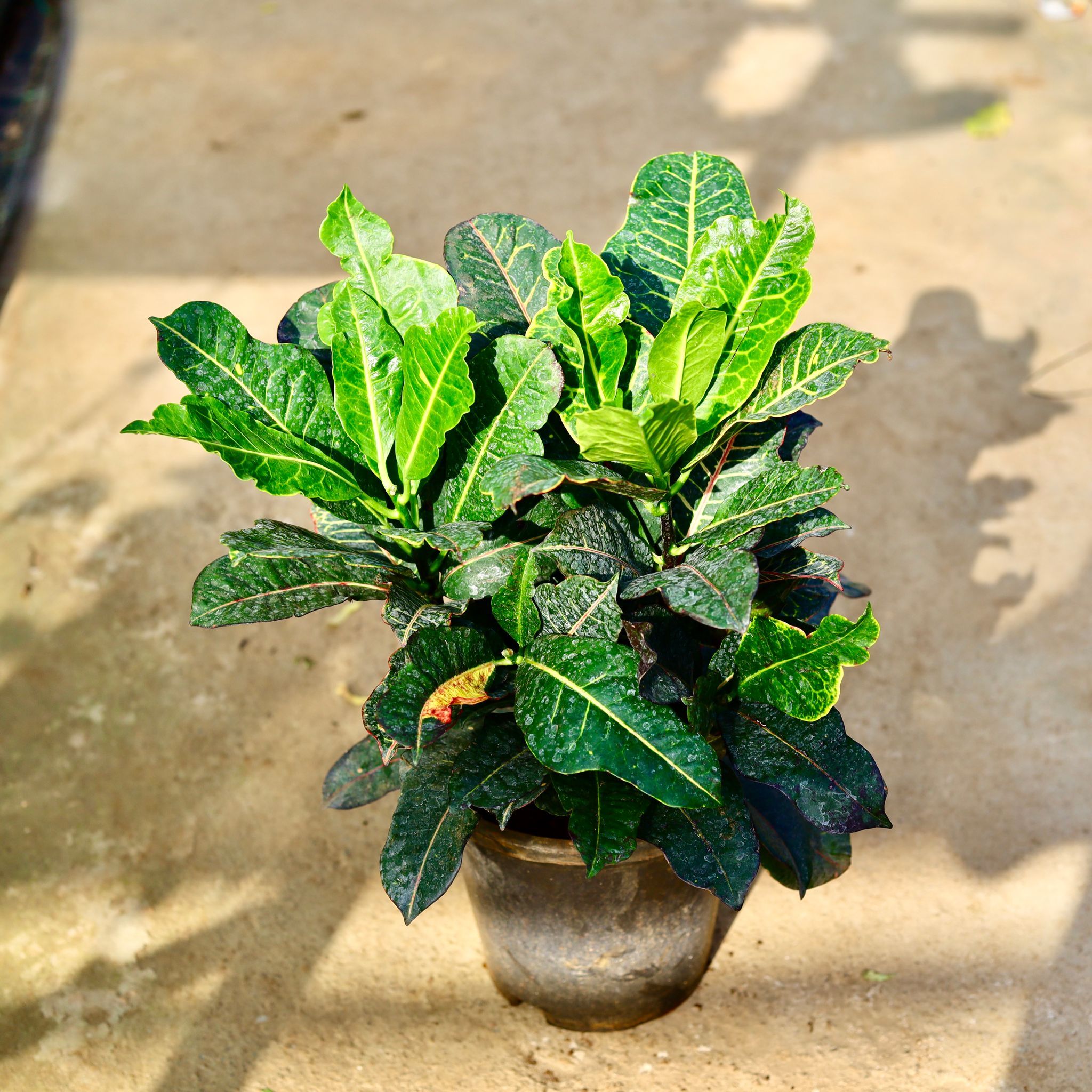 Croton Petra in 8 Inch Nursery Pot