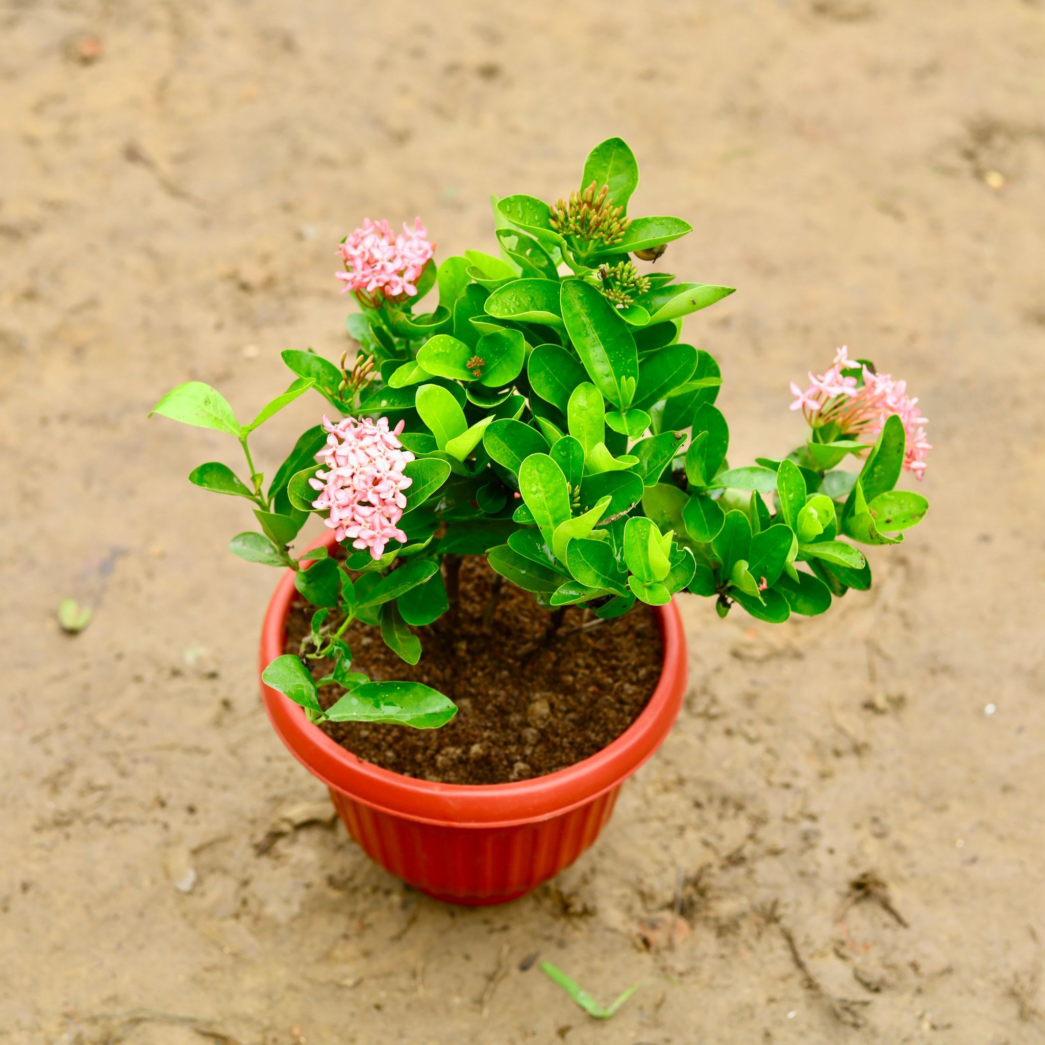 Ixora Chinese Pink (~ 1.5 Ft) in 10 Inch Terracotta Red Olive Plastic Pot
