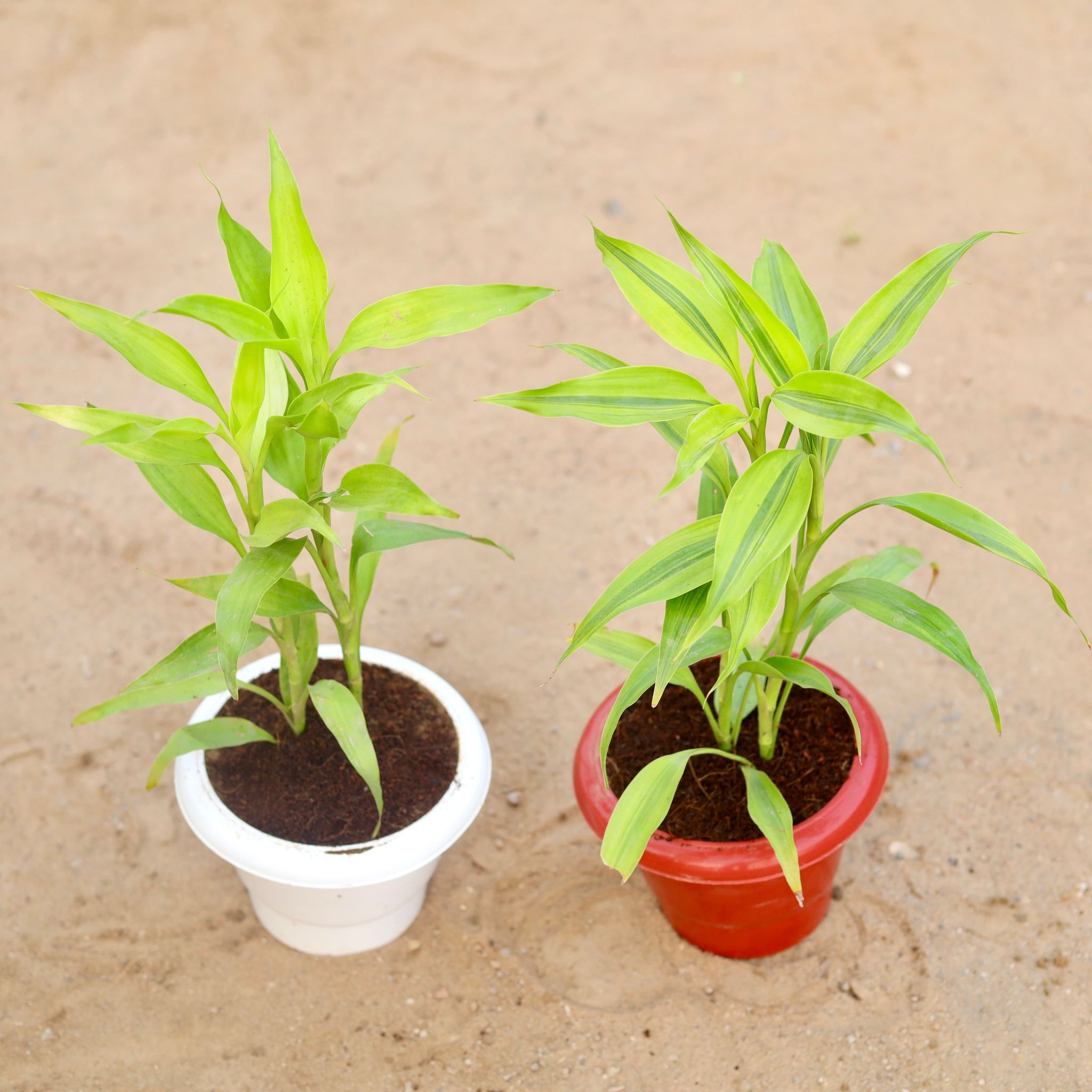 Set of 2 - Golden Lucky Bamboo in 6 Inch Classy Plastic Pot (any colour)