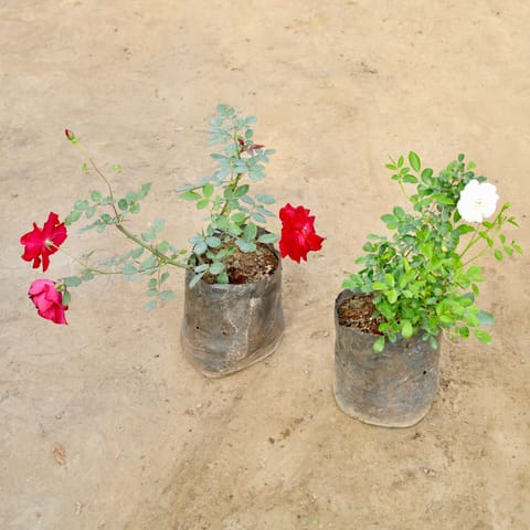 Set of 2 - Kashmiri Rose Red & Kashmiri Rose White in 8 Inch Nursery bag
