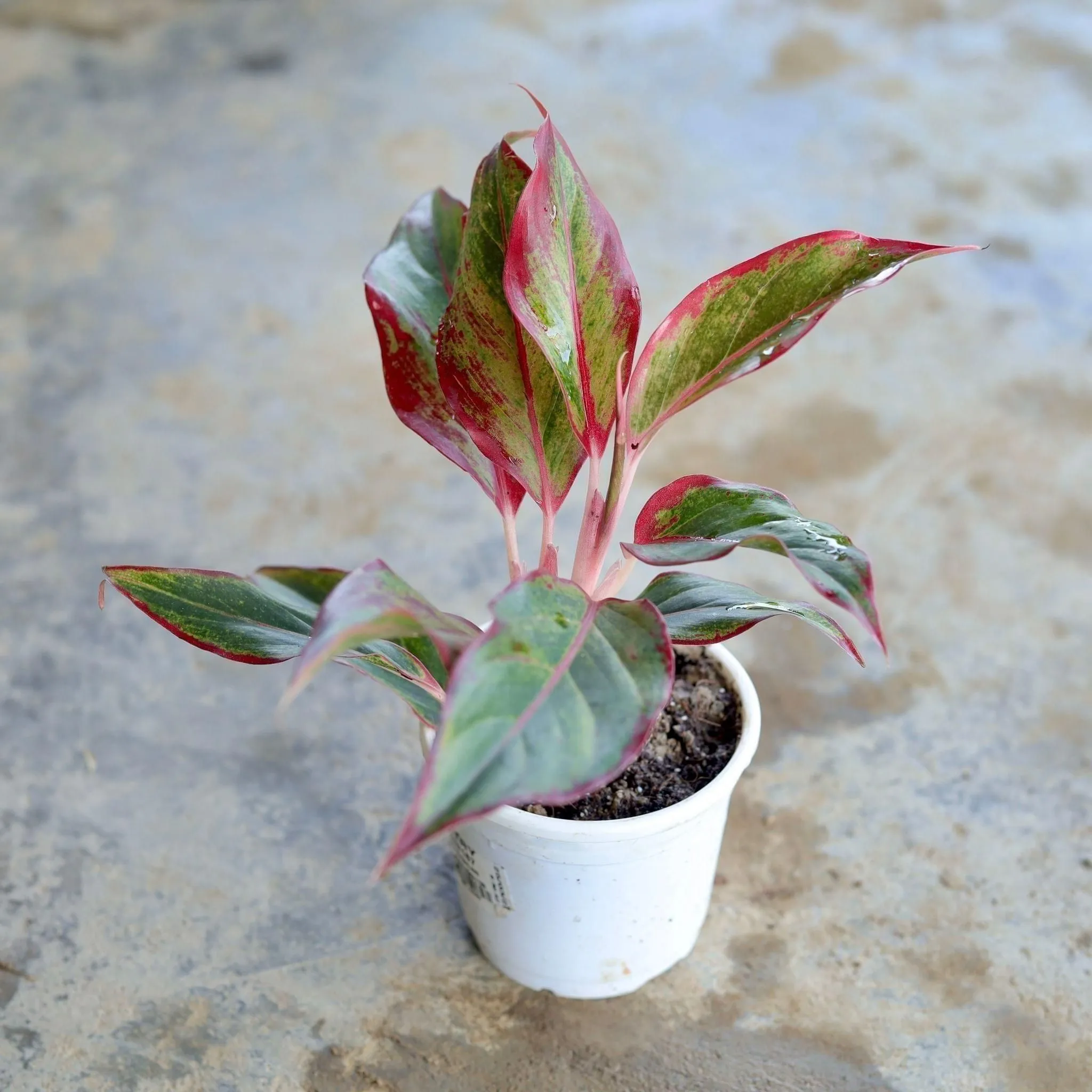 Aglaonema Pink Lipstick in 5 Inch White Nursery Pot