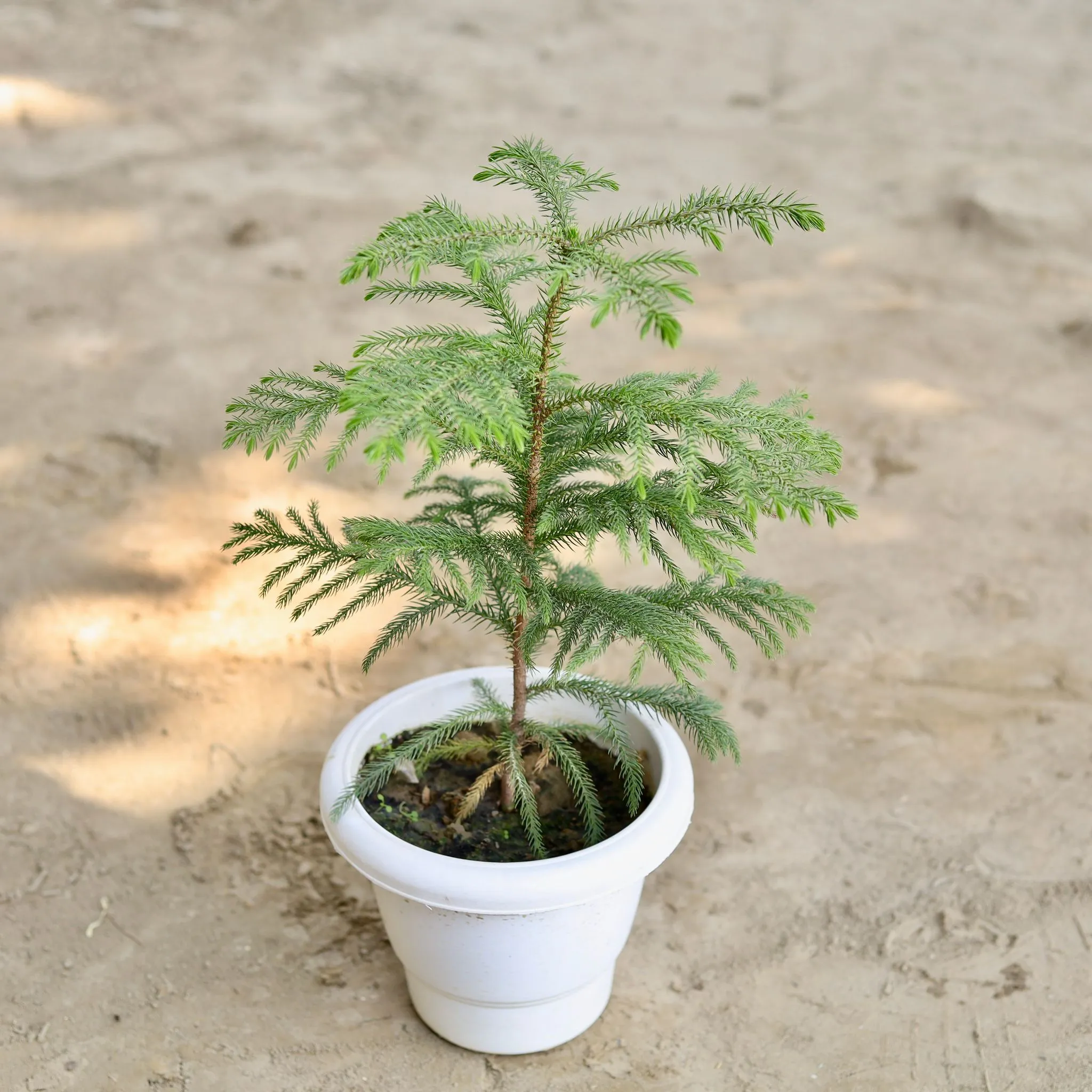 Araucaria / Christmas Tree (~1.5 Ft) in 8 Inch Classy White Plastic Pot