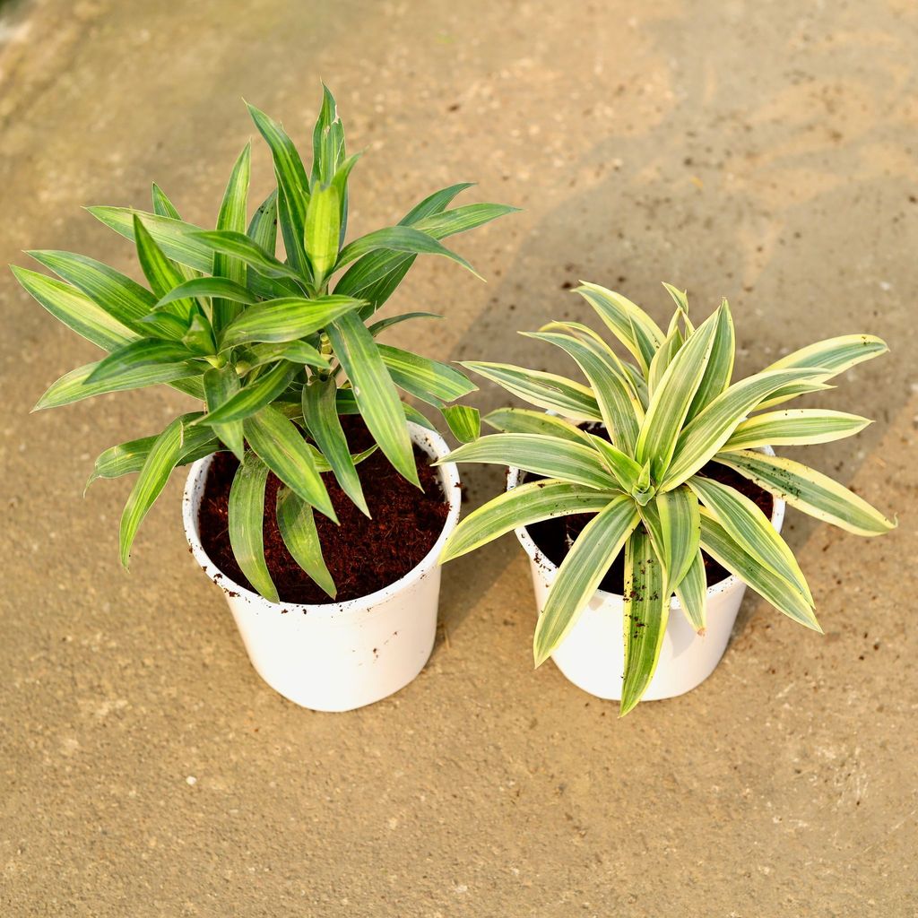 Buy Set of 2 - Dracaena Messenger & Song of India in 6 Inch Nursery Pot Online | Urvann.com Set of 2 - Dracaena Messenger & Song of India in 6 Inch Nursery Pot