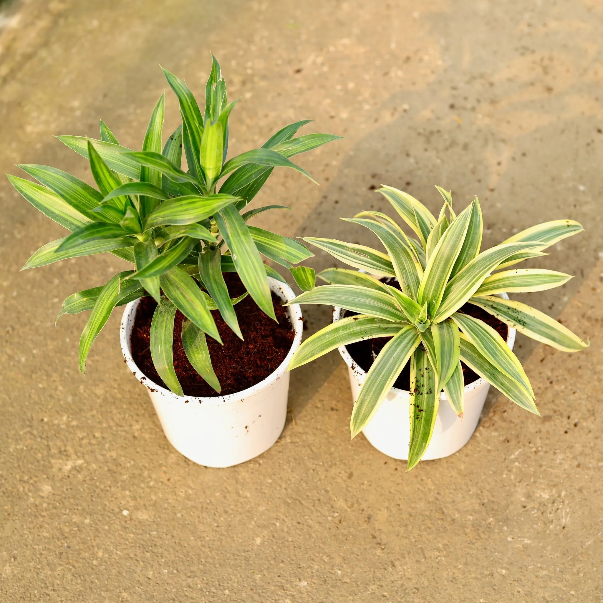 Set of 2 - Dracaena Messenger & Song of India in 6 Inch Nursery Pot