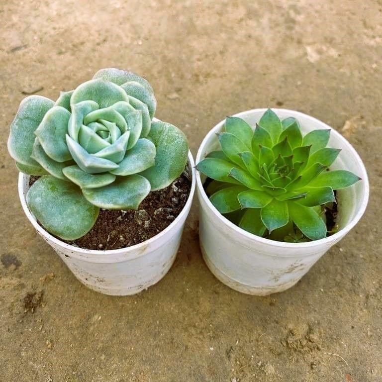 Set of 2 - Echevaria Rose, Laxmi Kamal Succulent in 3 Inch Nursery Pot