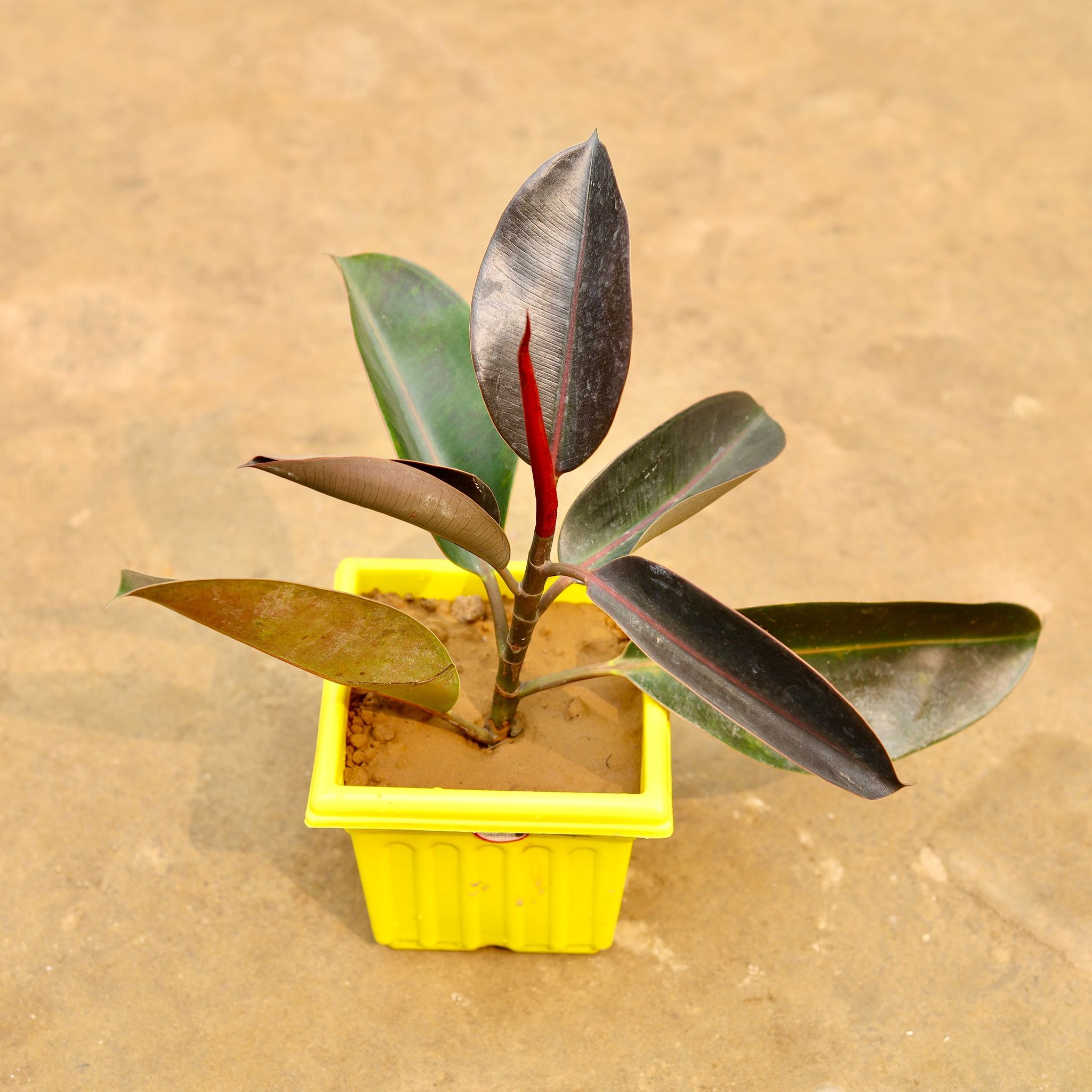 Rubber Plant Black in 6 Inch Elegant Yellow Plastic Pot