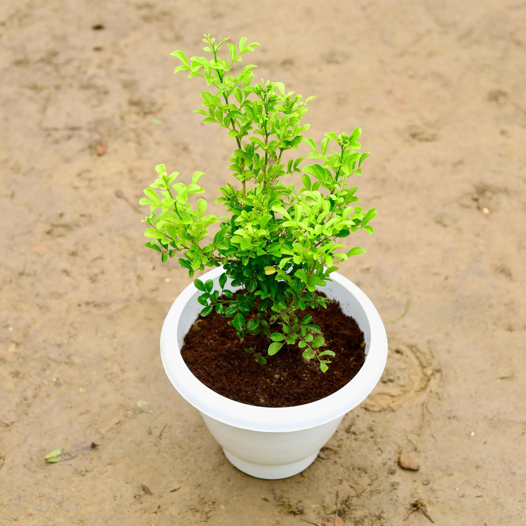 Madhu Kamini in 8 Inch Classy White Plastic Pot